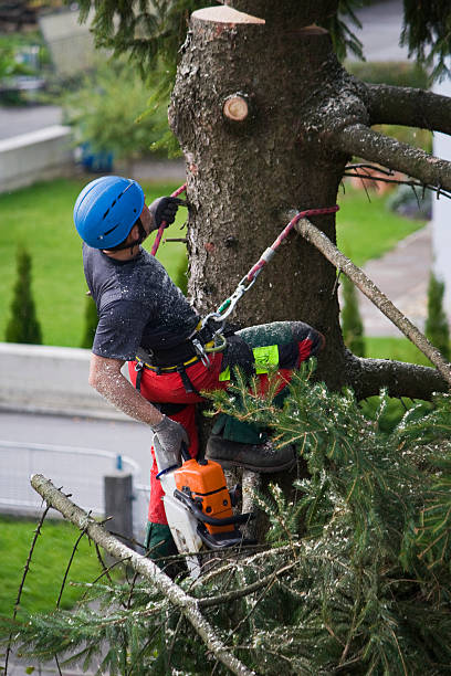 Best Arborist Consultation Services  in Edison, GA